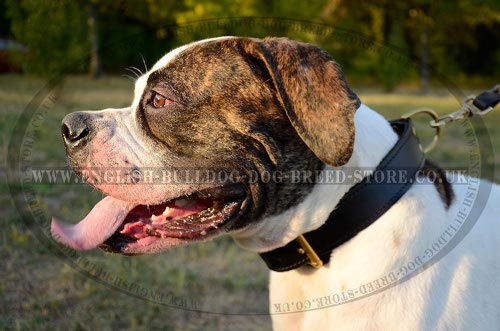 American Bulldog Collar of 2-Ply Leather for Agitation Training