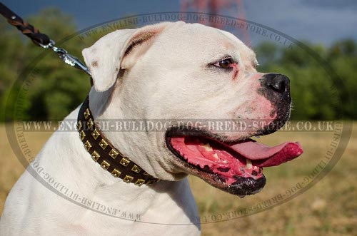 American Bulldog Collar Leather with Caterpillar Brass Studs