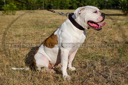 American Bulldog Collar of Strong Narrow Leather for Walking