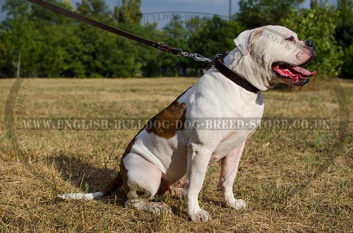 American Bulldog Collar of Strong Narrow Leather for Walking