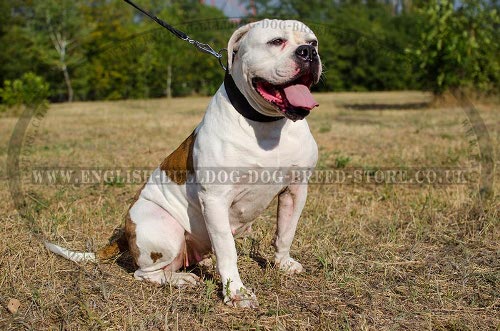 American Bulldog Collar Classic Design, Extra Wide Leather