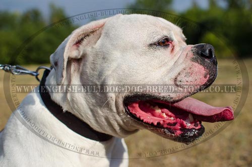 American Bulldog Collar of Traditional Design for Daily Use