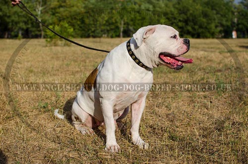 American Bulldog Collar Leather with Brass Studs for Walking