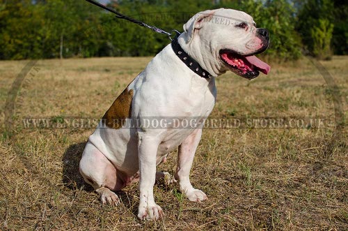 American Bulldog Collar Leather with One Row of Shiny Spikes