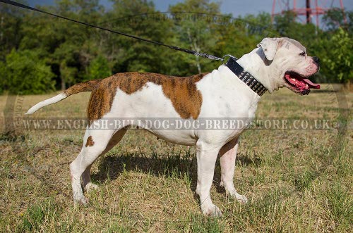 American Bulldog Collar with 3 Rows of Pyramid Studs, Leather