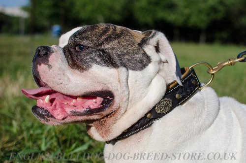 American Bulldog Collar of Royal Design, Doube-Ply Leather