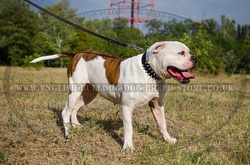 American Bulldog Collar of Spiked Leather for Walking in Style