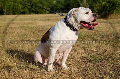 American Bulldog Collar of Nylon with Spikes for Everyday Use