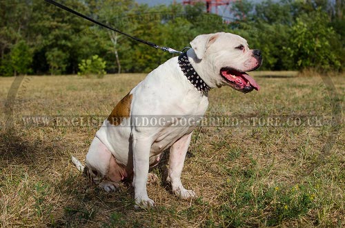 American Bulldog Collar Spiked Design Leather for Daily Outings