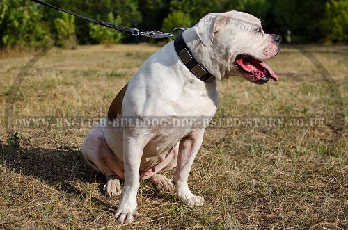 American Bulldog Collar of Leather with Massive Nickel Plates