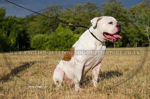 American Bulldog Dog Collar for Obedience Training and Stop Pull