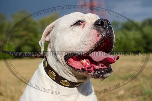 American Bulldog Dog Collar Retro Style with Oval Brass Plates