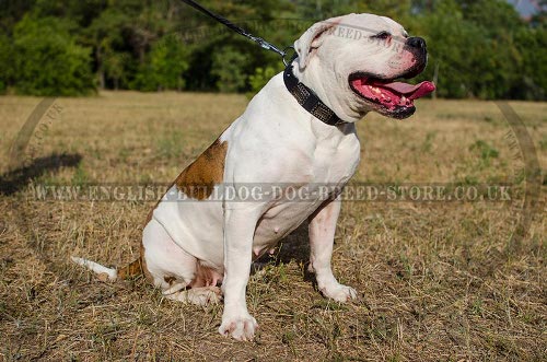 American Bulldog Dog Collar Leather with War Design Plates