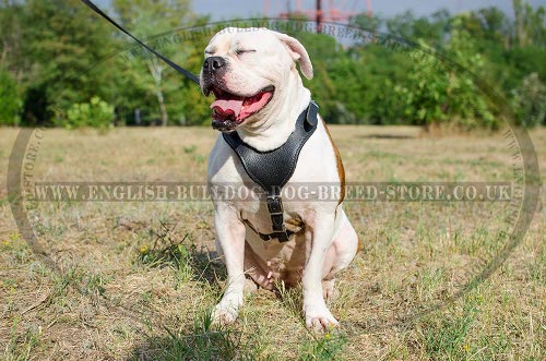 American Bulldog Harness in Classic Design of Leather