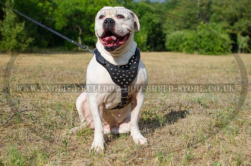 American Bulldog Harness Walking with Cones Studded Chest Plate