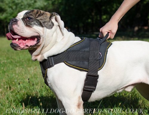 American Bulldog Harness of Strong Nylon, Multipurpose Use