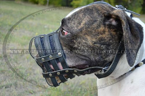 Leather Dog Muzzle for American Bulldog, Mesh Design
