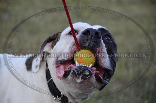 Dog Ball on Rope for American Bulldog Training, 6 cm