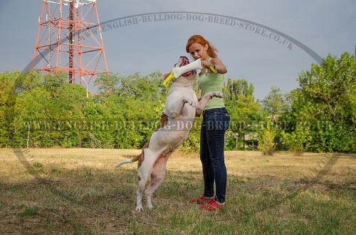 American Bulldog Training Bite Tug of Fire Hose for Young Dogs