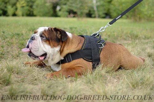 Bestseller! English Bulldog Harness of Nylon for Multitasking Use
