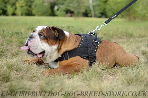 Bestseller! English Bulldog Harness of Nylon for Multitasking Use - Click Image to Close