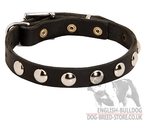 Boston Terrier Collar of Narrow Leather with Studs for Walking - Click Image to Close