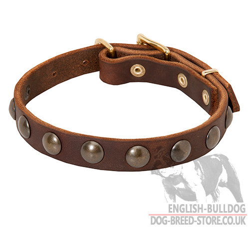 Boston Terrier Collar for Walks, Narrow Leather and Brass Studs