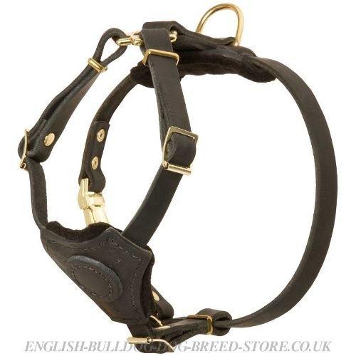 Bestseller! Boston Terrier Harness of Leather, Suitable Even for Puppies