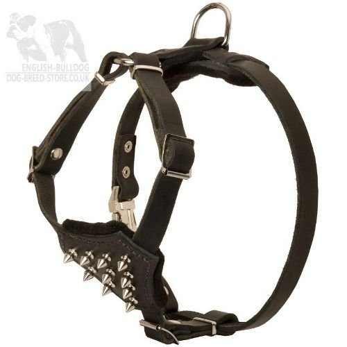 Boston Terrier Harness Leather with Spikes for Maximum Control