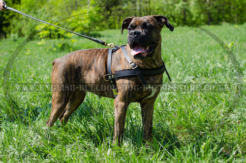 Boxer Dog Harness Pulling, Tracking and Walking