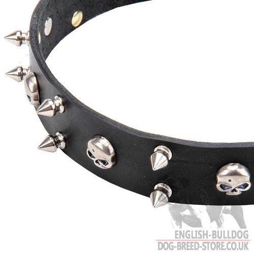 Biker Style English Bulldog Leather Dog Collar Skulls and Spikes