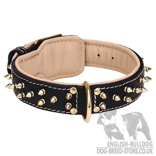 Two-Ply Leather Dog Collar with Brass Spikes for English Bulldog