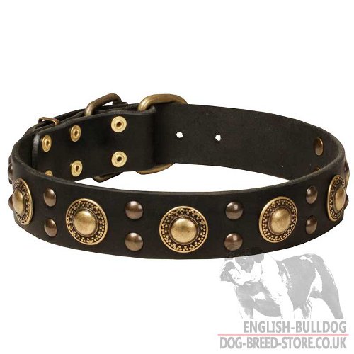 "Gold Knight" Modern Leather Dog Collar for English Bulldog