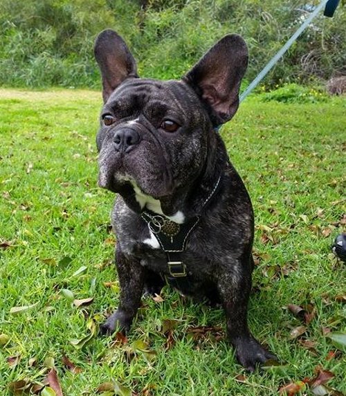 French Bulldog Harnesses UK