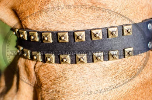 Bullmastiff Collar Caterpillar Design Leather with Brass Studs