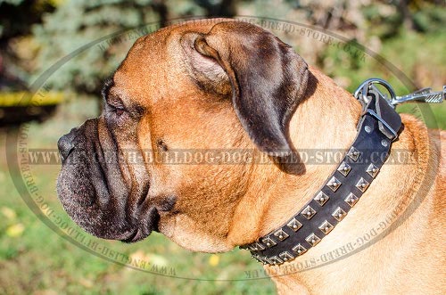 Bullmastiff Collar Leather with Studs in Caterpillar Design - Click Image to Close