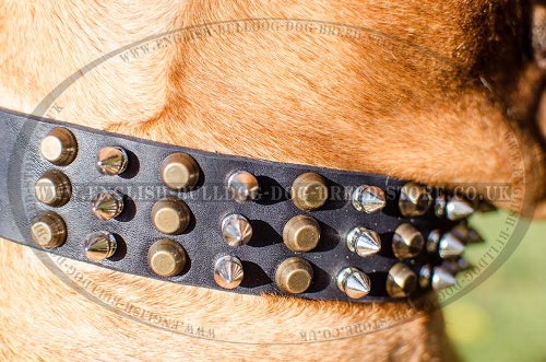 Bullmastiff Collar Leather Decorated, Spikes and Pyramids - Click Image to Close