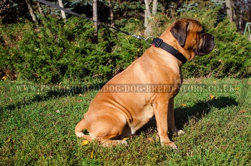 Bullmastiff Collar of Nylon Adjustable, Quick-Release Buckle - Click Image to Close