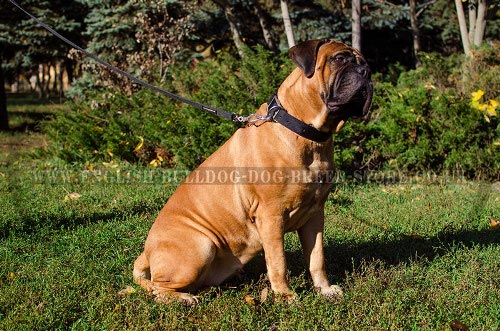 Bullmastiff Collar of Nylon for Any Weather Walking and Training