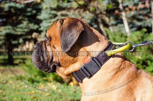 Bullmastiff Collar of Nylon with Handle and Quick-Detach Buckle