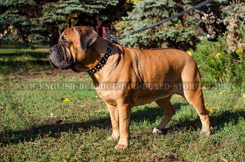 Bullmastiff Collar of Leather with Decorative Pyramids for Walks