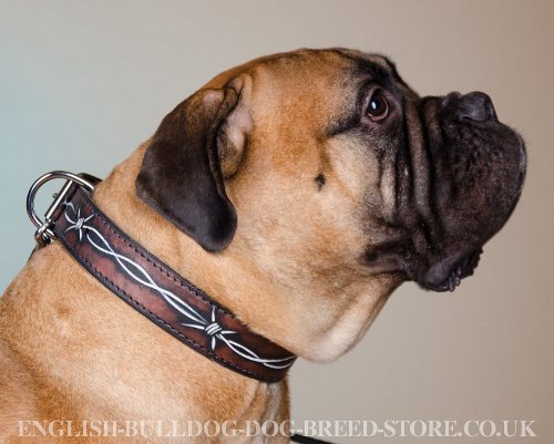 Bullmastiff Dog Collar with Barbed Wire Hand Painting on Leather