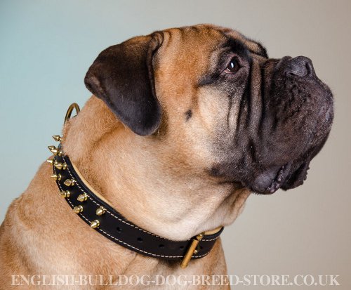Bullmastiff Collar of Two-Ply Leather & Nappa with Brass Spikes - Click Image to Close