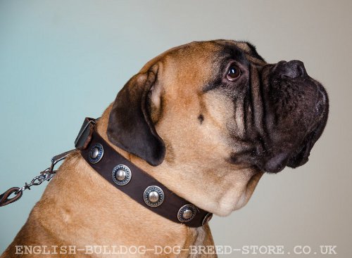Bullmastiff Collar of Leather with Vintage Conchos, Cool Design