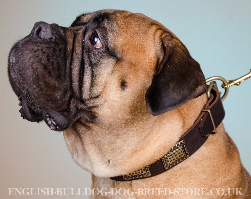 Large Dog Collar for Bullmastiff with Vintage Style Brass Plates