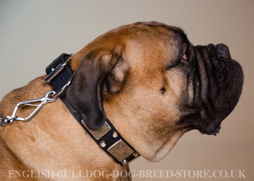 Bullmastiff Dog Collar Decorated with Nickel Studs and Plates