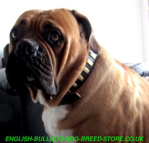 Bullmastiff Collar for Elegant Look, Comfort & Reliable Control