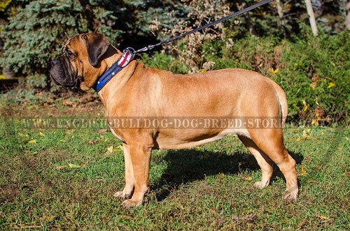 Bullmastiff Dog Collar Designer with Stars and Stripes, Leather