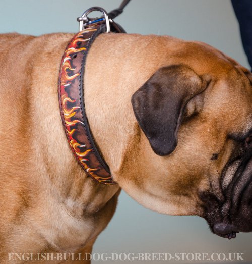 Bullmastiff Dog Collar "Don't Play with Fire", Exclusive Design