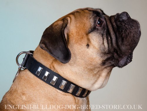 Stylish Leather Dog Collar for Bullmastiff, Glossy Nickel Plates